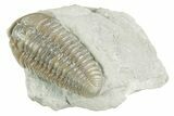 Prone Flexicalymene Trilobite - Mt Orab, Ohio #380317-3